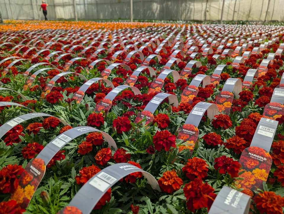 Rows of French Fireball marigolds under Blue Ribbon Plants' greenhouse tags.